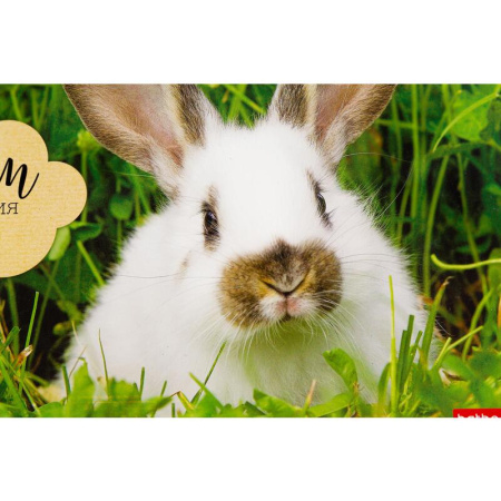 Альбом для рисования Hatber Бархатные ушки А4 40 листов (обложка в  ассортименте)