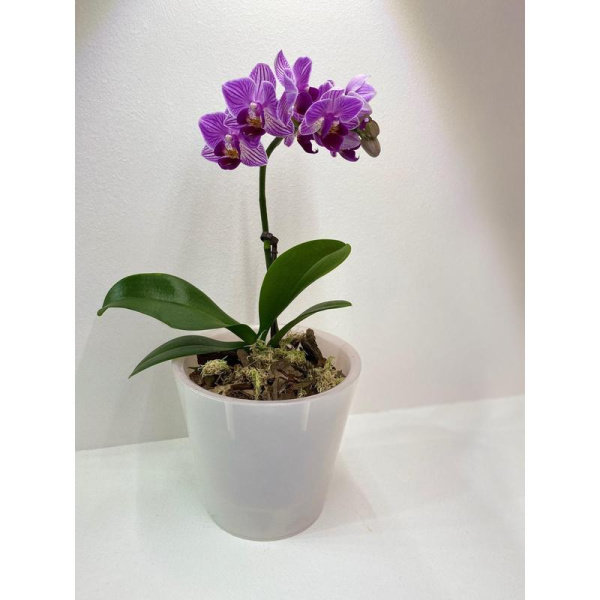 Горшок для цветов InGreen Фиджи Орхидея белый (23х23x20.8 см)