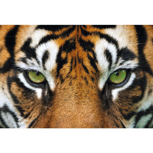 Календарь настенный 3-х блочный 2024 год Трио Взгляд тигра (29.5x71 см)