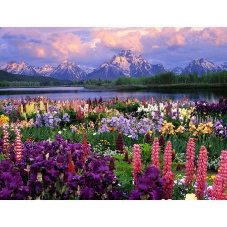 Картина по номерам Рыжий кот Альпийский пейзаж