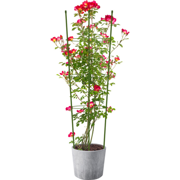 Опора для растений Garden Show Круглая 76x25x1.5 см металл